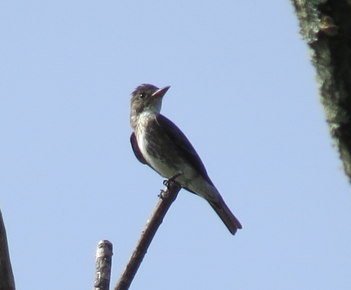 Olive-sided Flycatcher - ML362840691