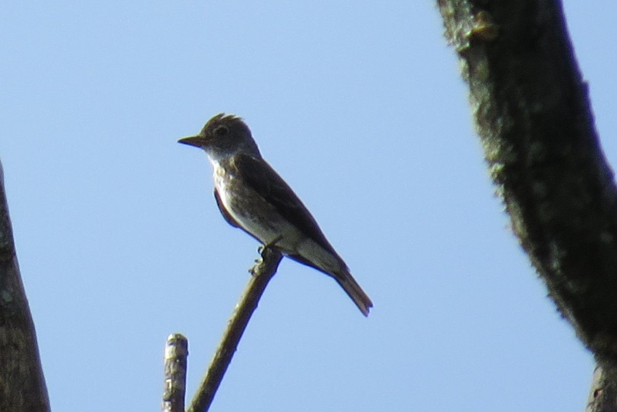 Olive-sided Flycatcher - ML362841161