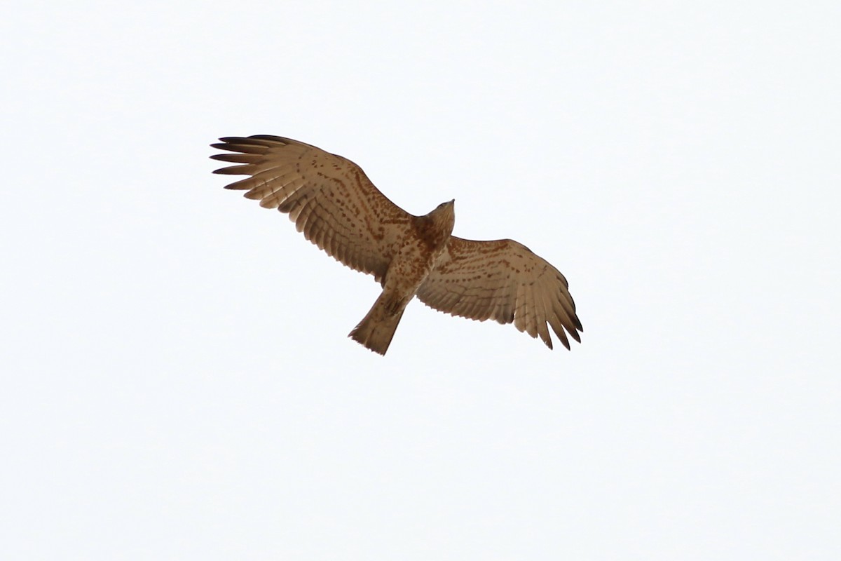 Short-toed Snake-Eagle - ML362841181