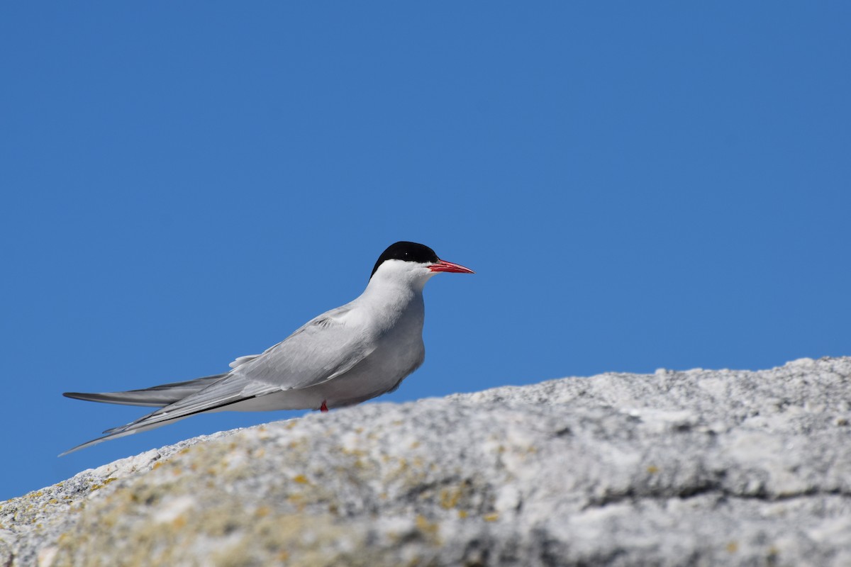 Arctic Tern - ML362841331