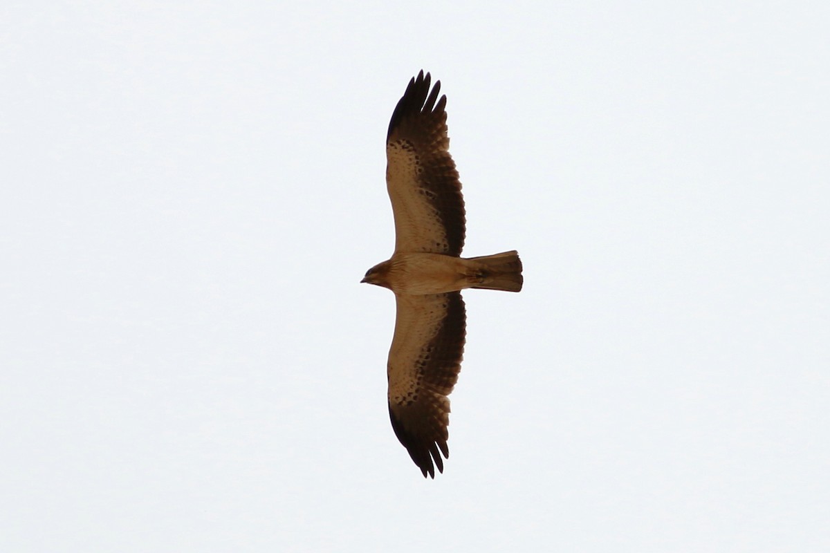 Booted Eagle - Alexandre Hespanhol Leitão