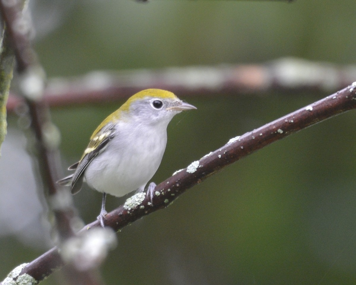 Chestnut-sided Warbler - ML362843321