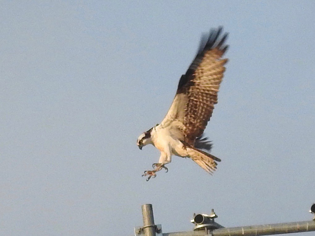 Águila Pescadora - ML362843881