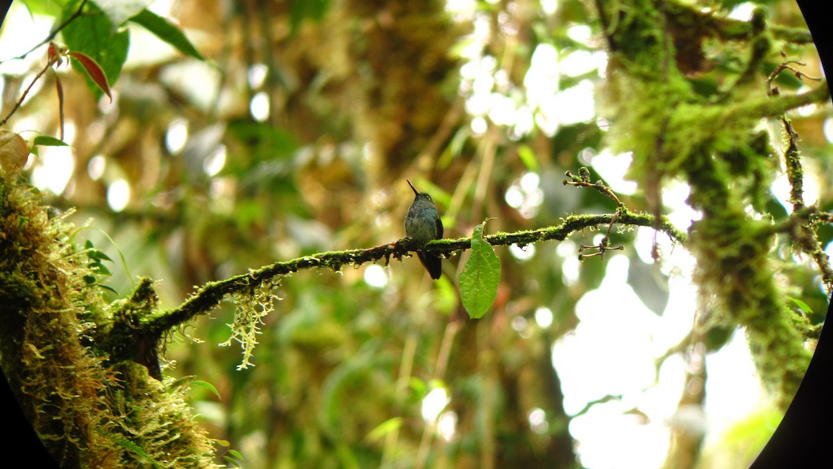kolibřík zelenkavý - ML362844181