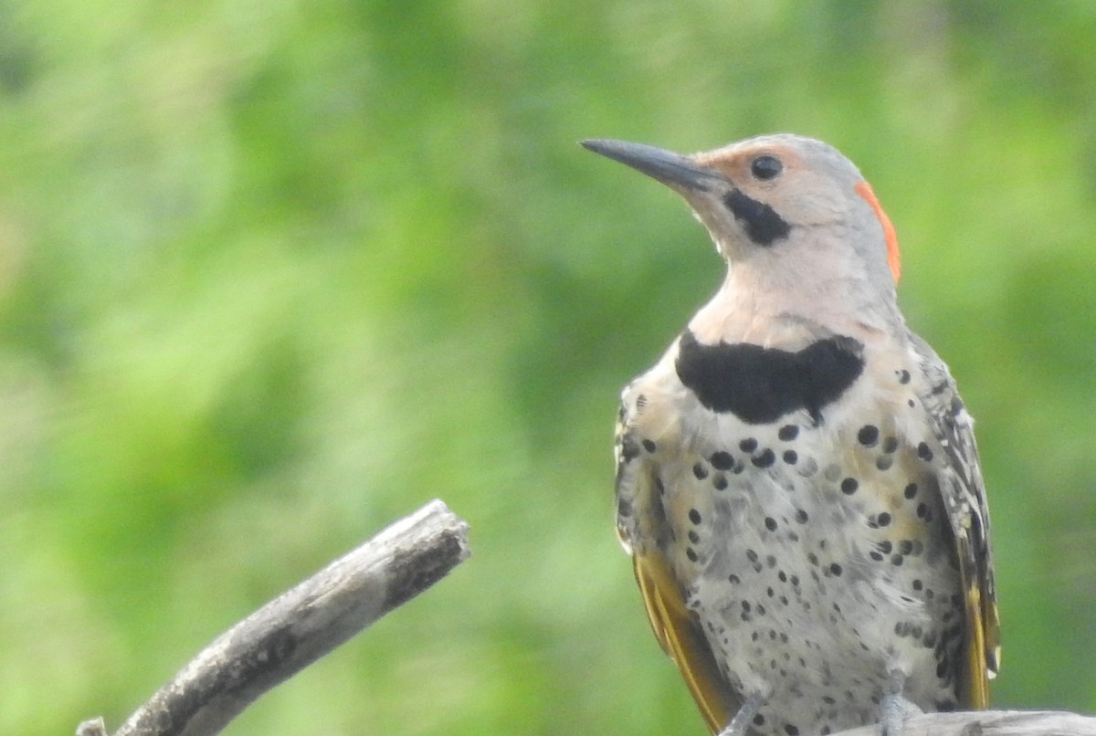 Northern Flicker - ML362844591