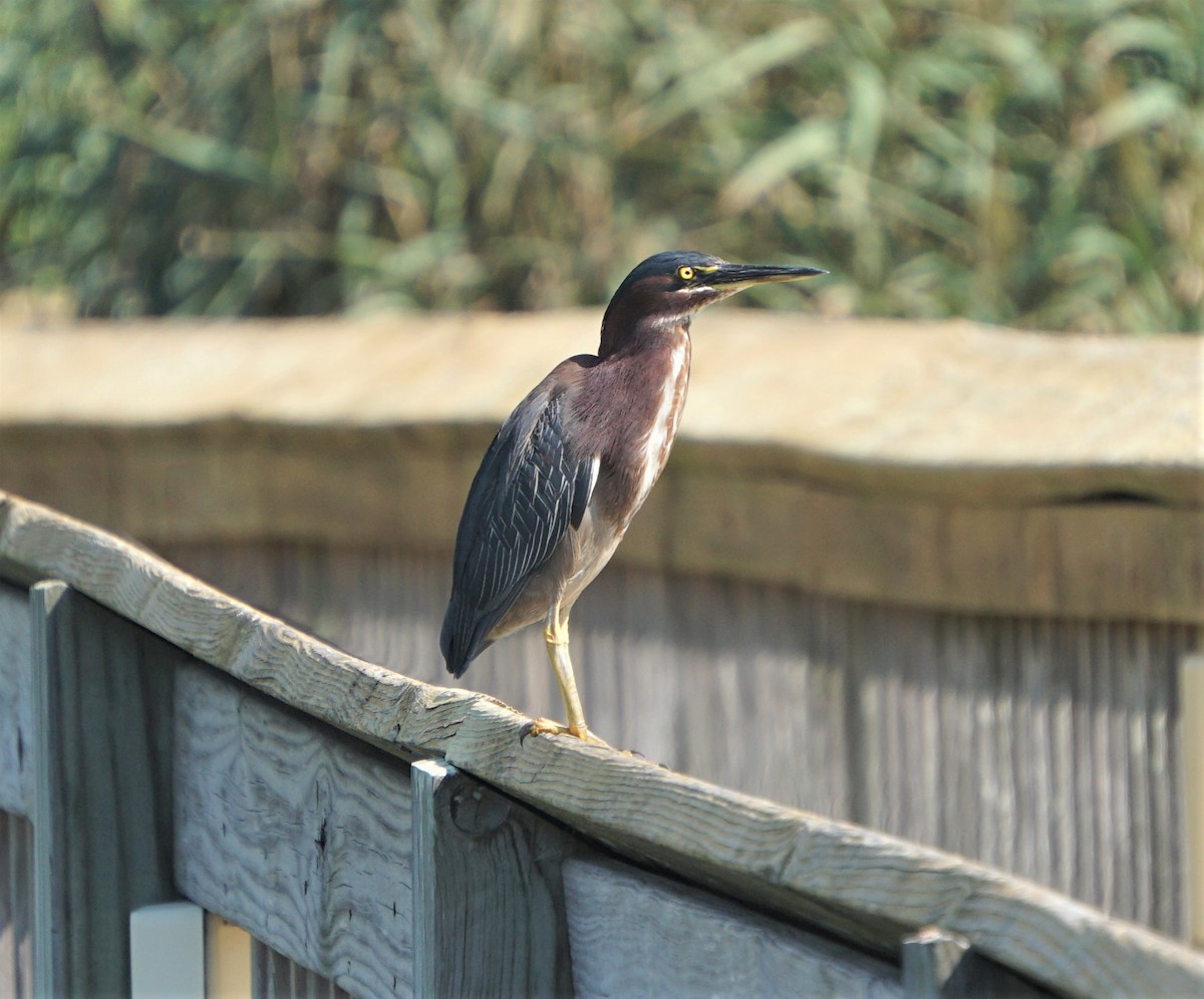 Green Heron - ML362844661