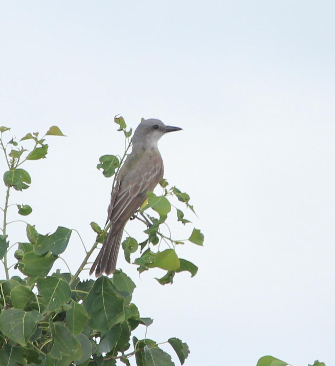 Tropical/Couch's Kingbird - ML362844671