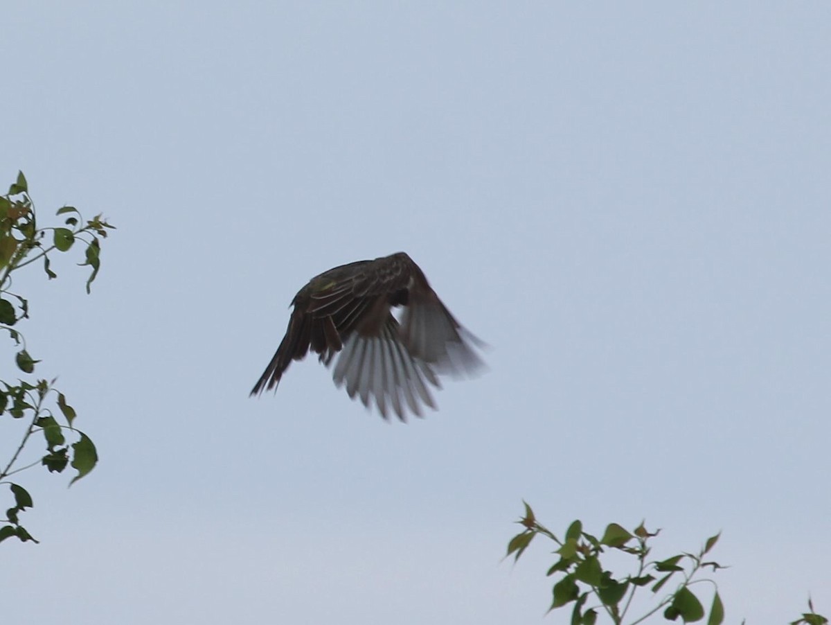 Tropical/Couch's Kingbird - ML362844681