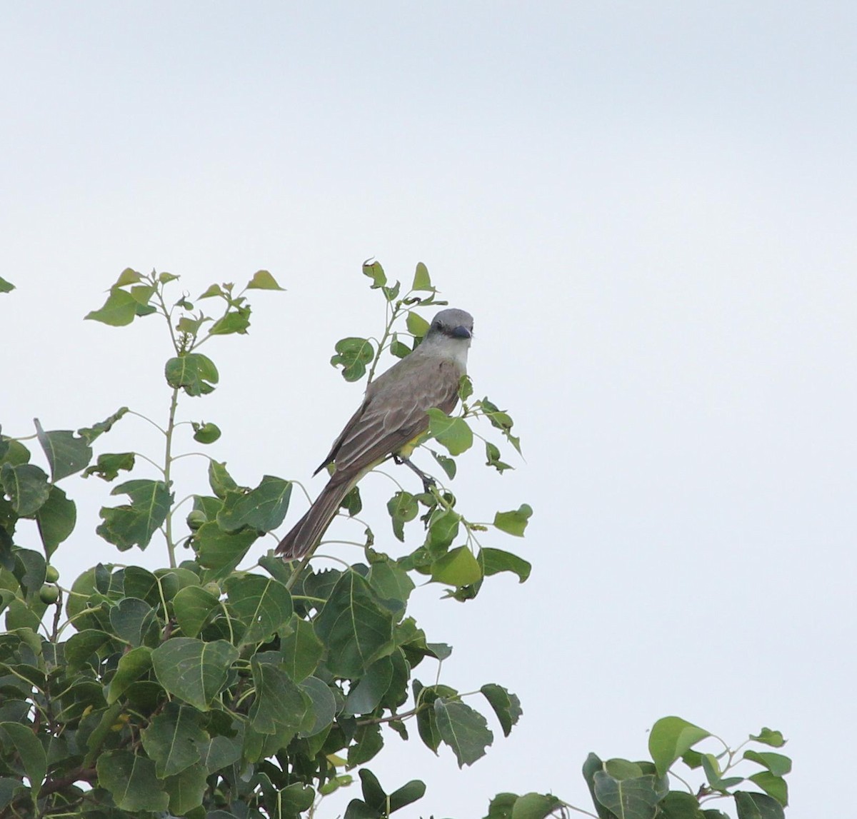 Tropical/Couch's Kingbird - ML362844691