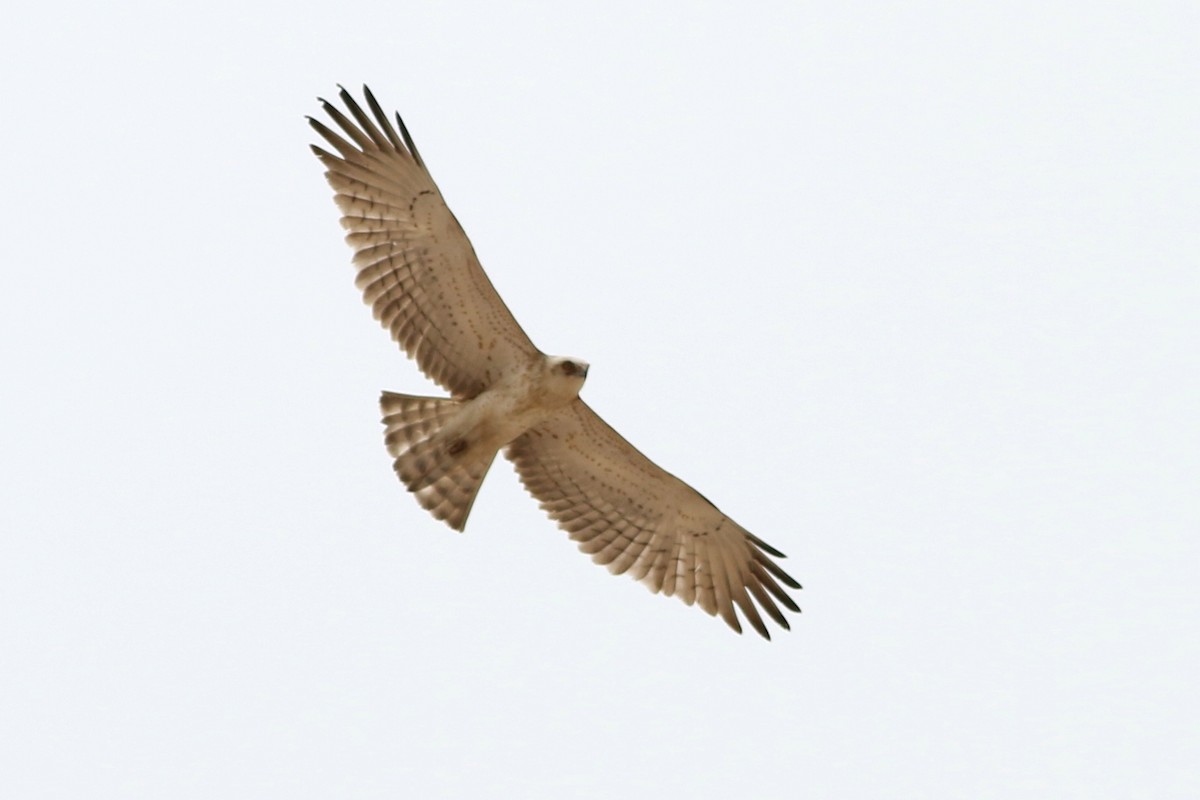 Short-toed Snake-Eagle - ML362844781