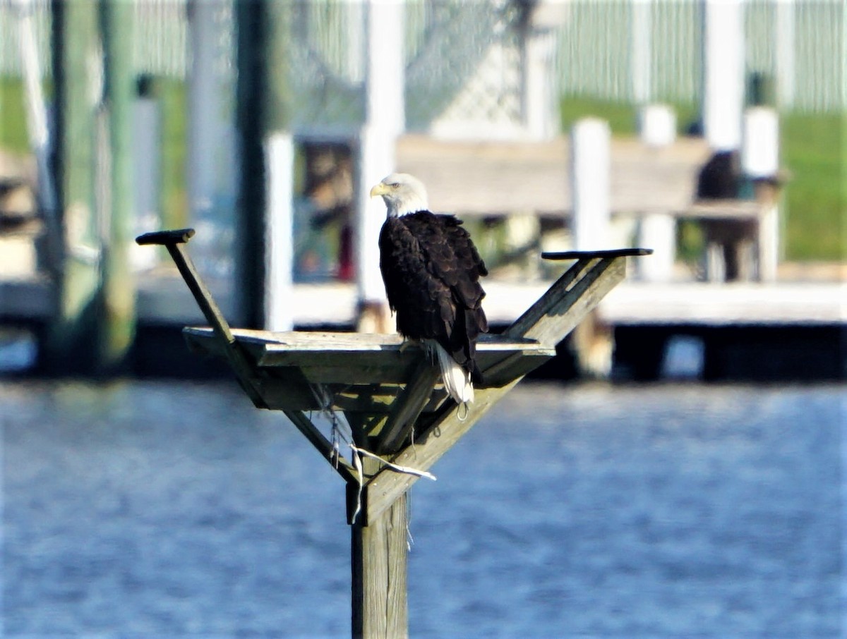 Bald Eagle - ML362844841