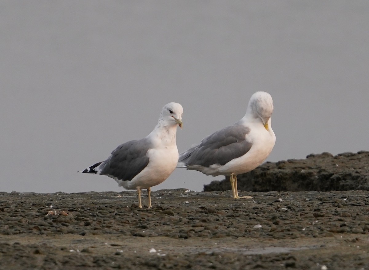 California Gull - ML362845411