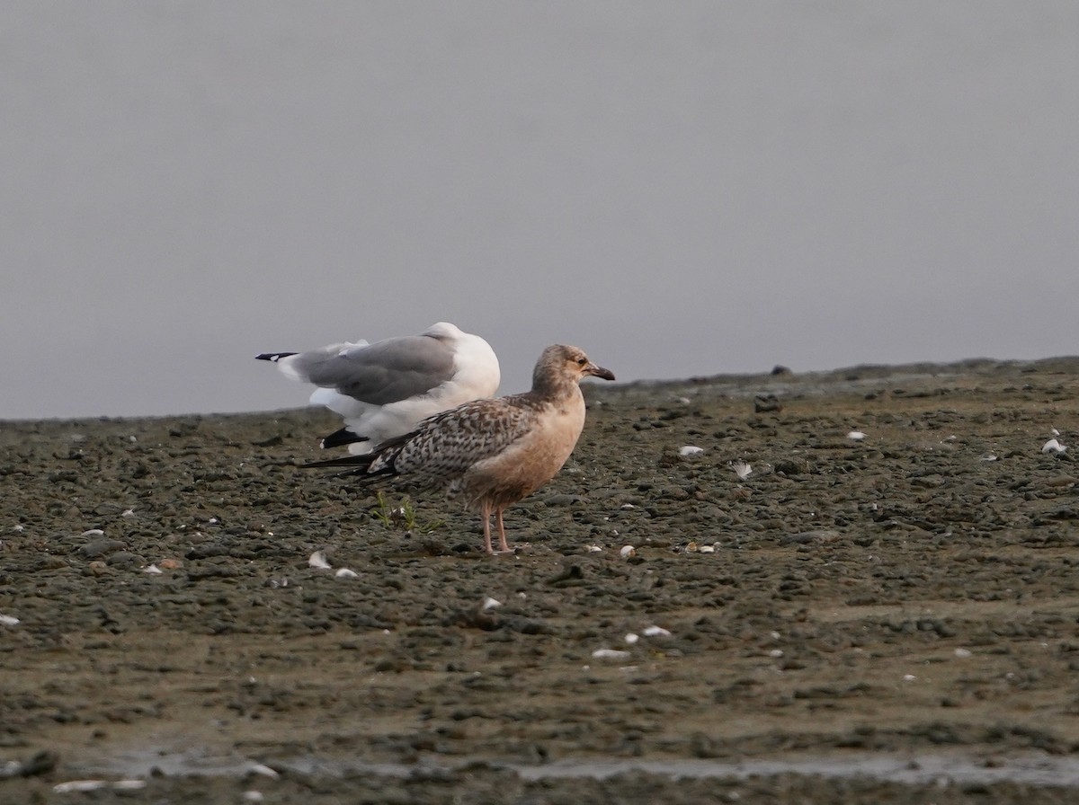 California Gull - ML362845441