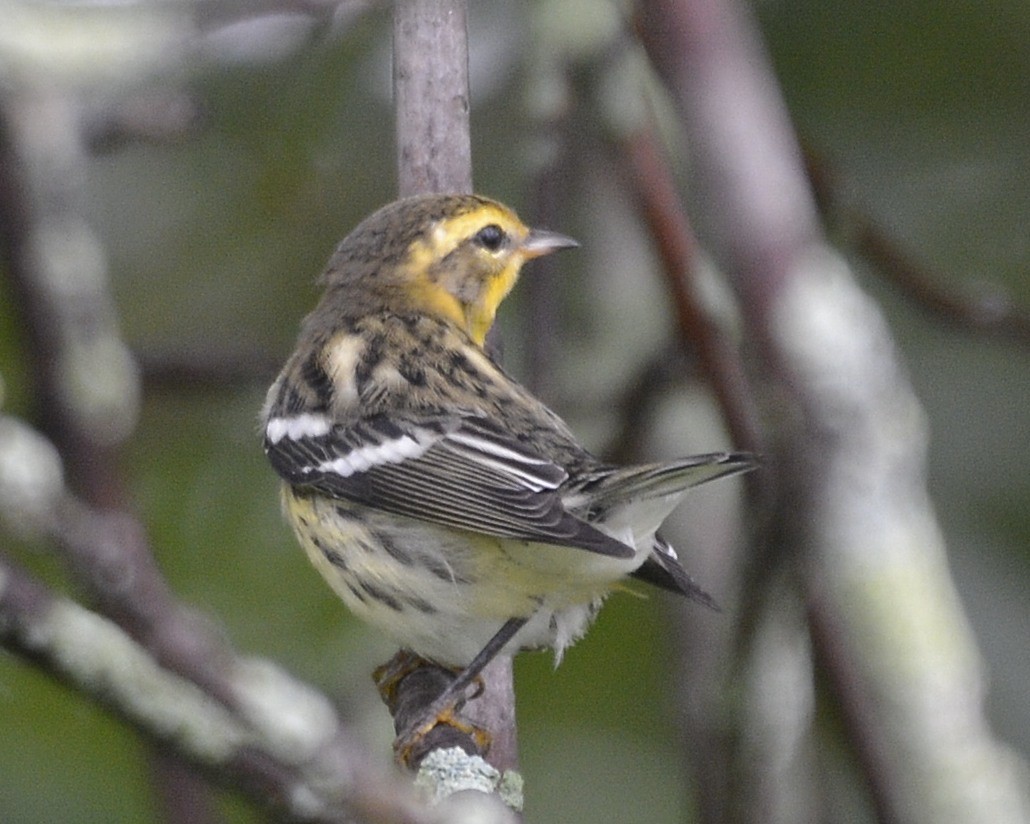 Blackburnian Warbler - ML362846511