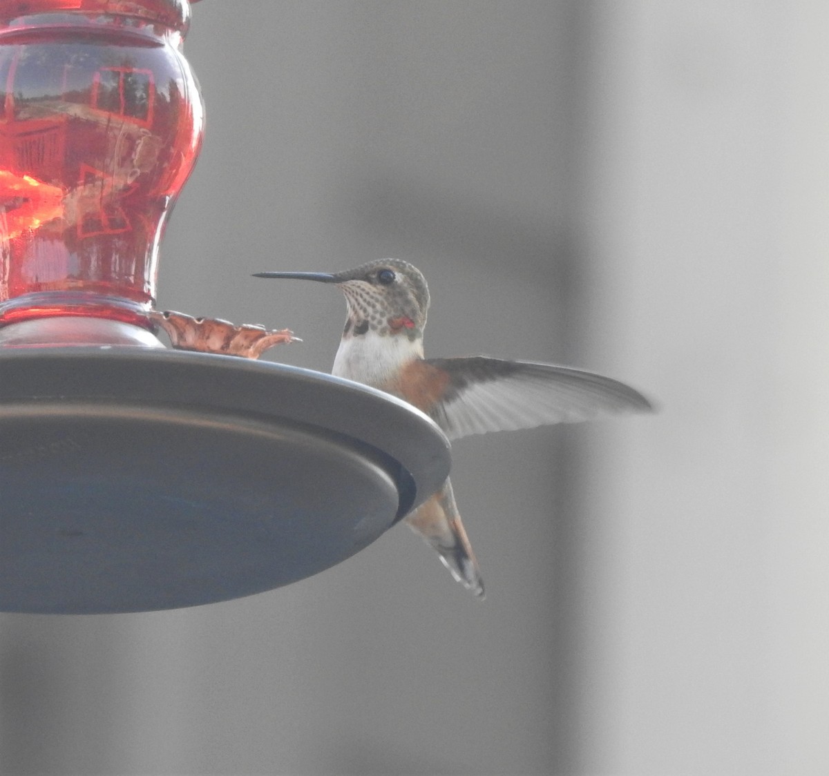 Rufous Hummingbird - ML362846751