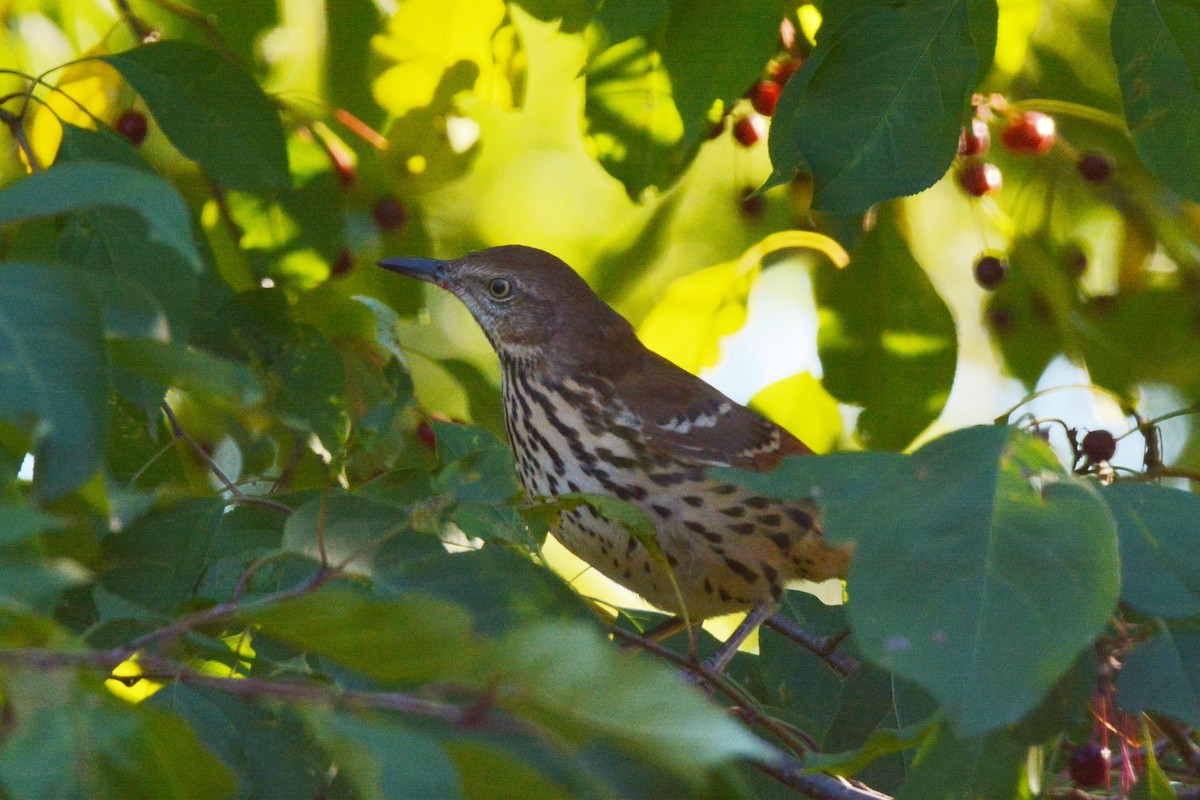 Brown Thrasher - ML36284841