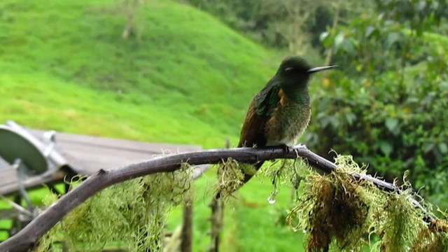 Colibrí Colihabano - ML362848851