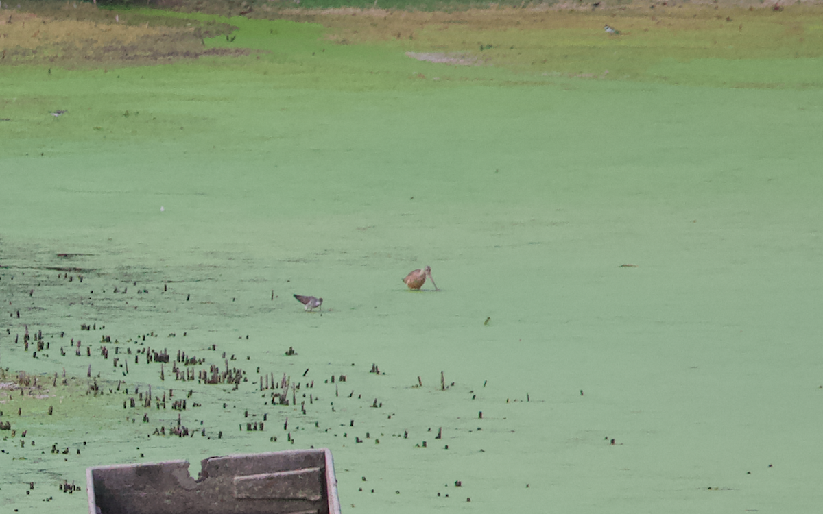 Marbled Godwit - ML362849041