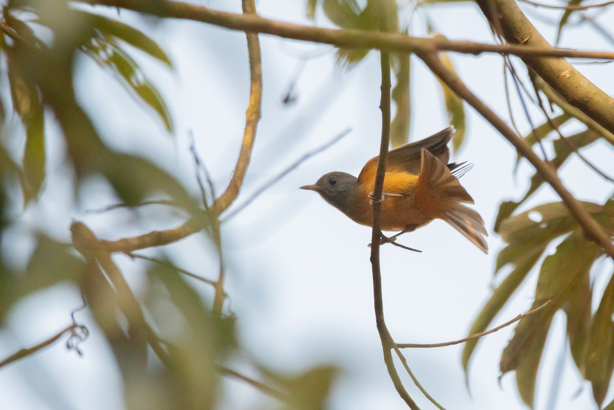 Gray-hooded Flycatcher - ML362850091