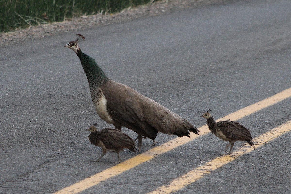 Indian Peafowl (Domestic type) - Sean Cozart