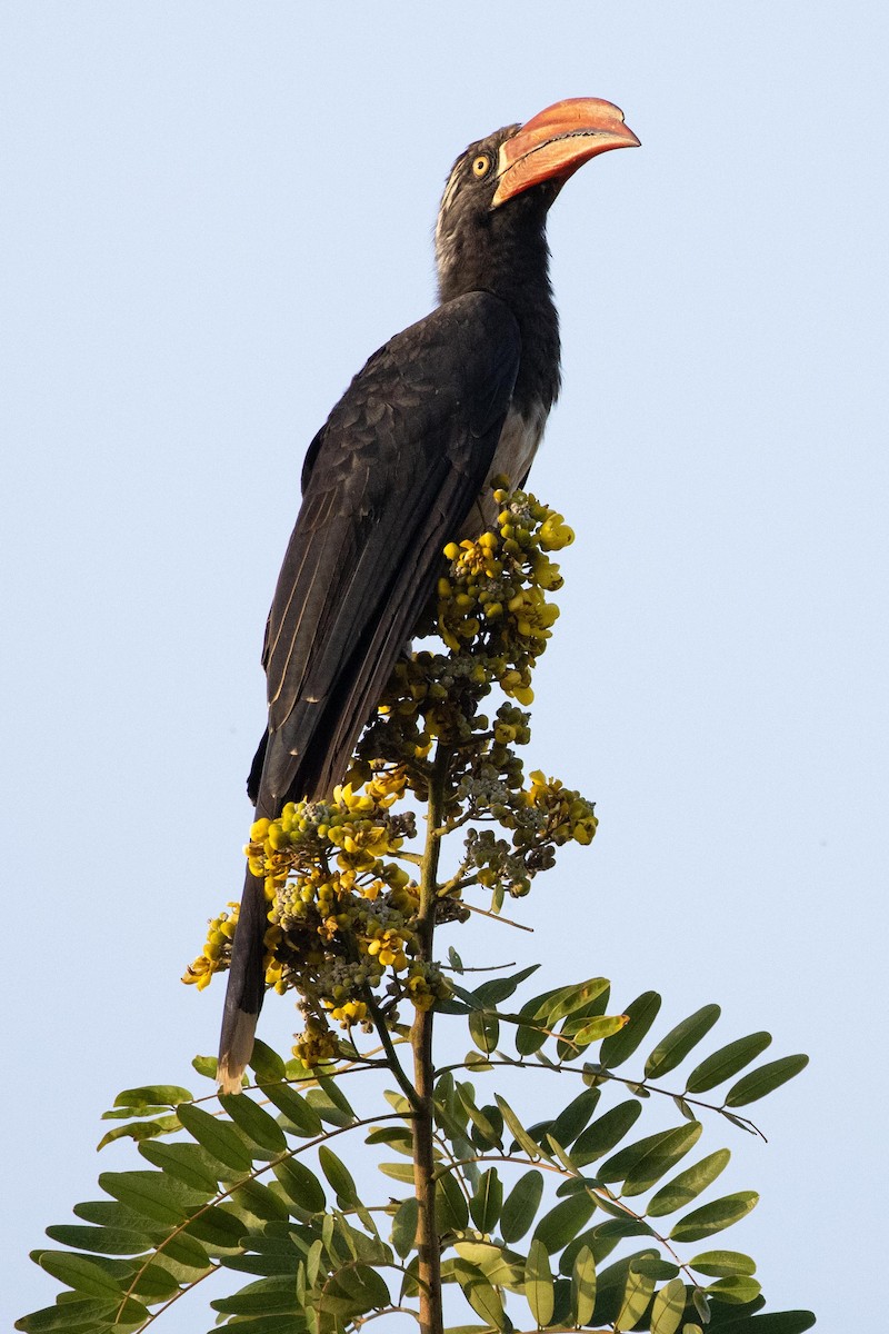 Crowned Hornbill - ML362851491