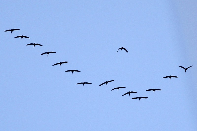 Bare-faced Ibis - ML36285191