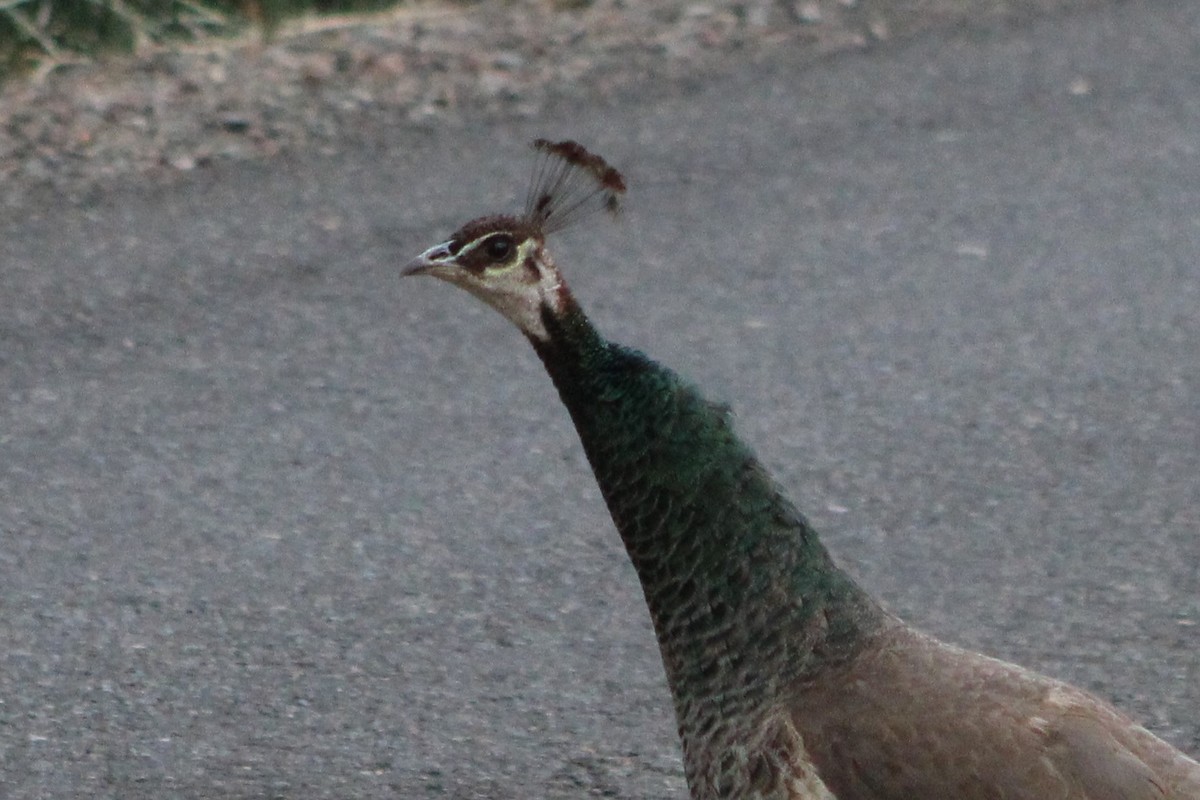 Indian Peafowl (Domestic type) - Sean Cozart