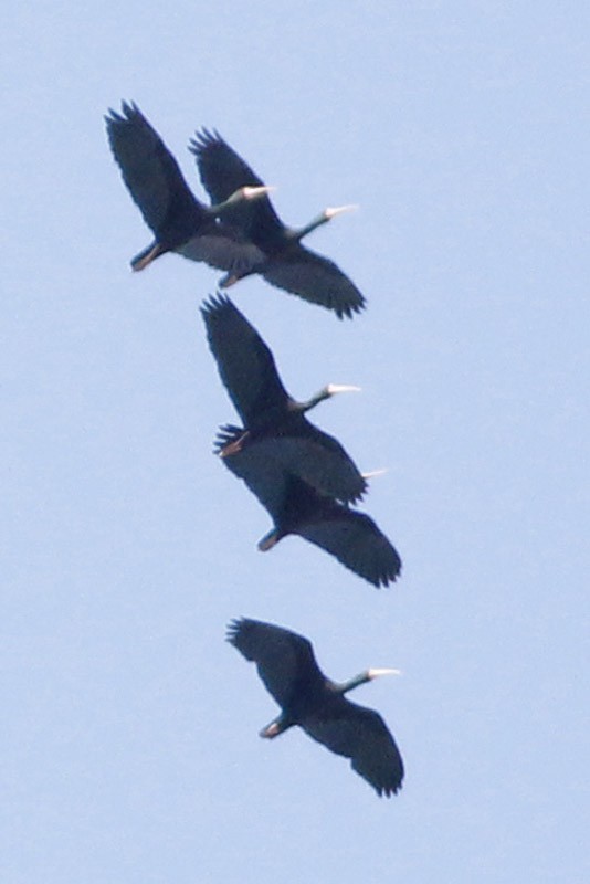 Bare-faced Ibis - ML36285241