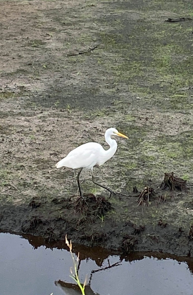 ダイサギ - ML362852911