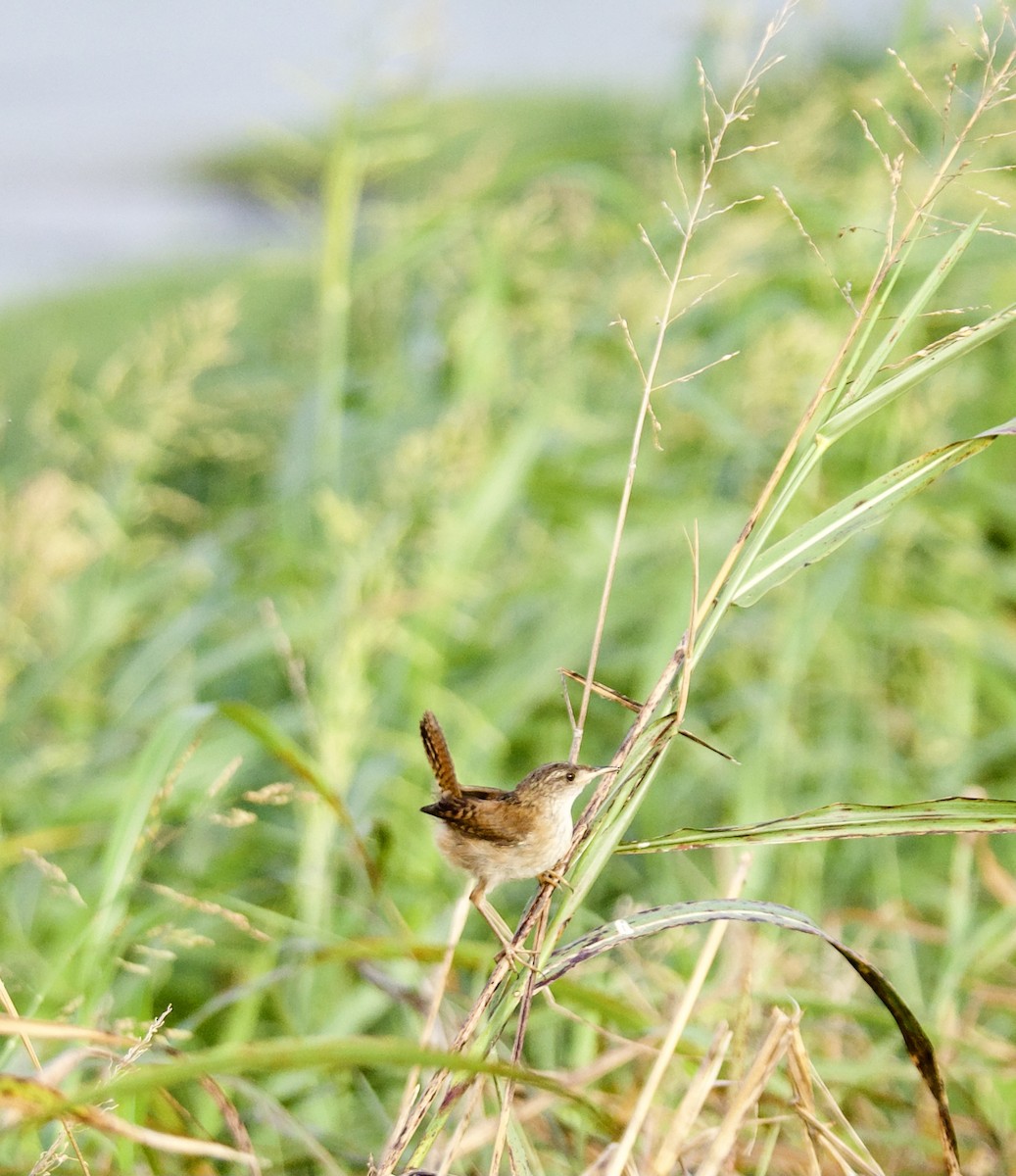 Marsh Wren - Laurie Foss