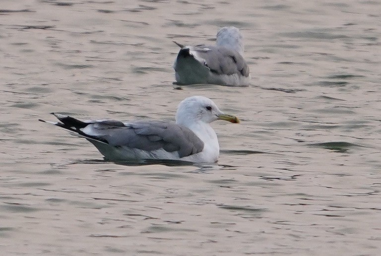 California Gull - ML362853641