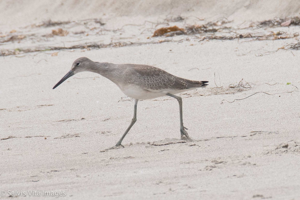 Willet - ML362854011