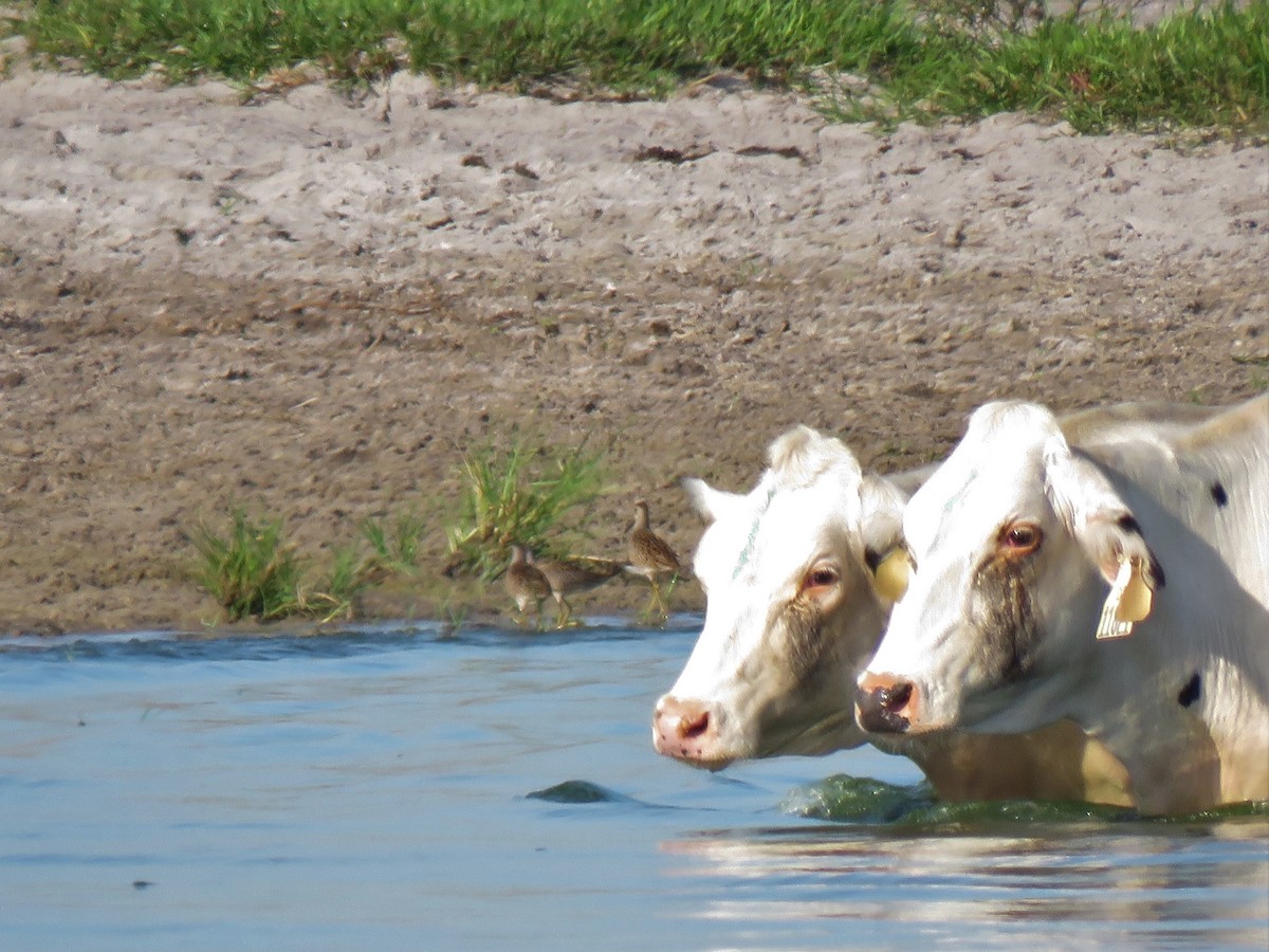 アメリカオオハシシギ - ML362854111