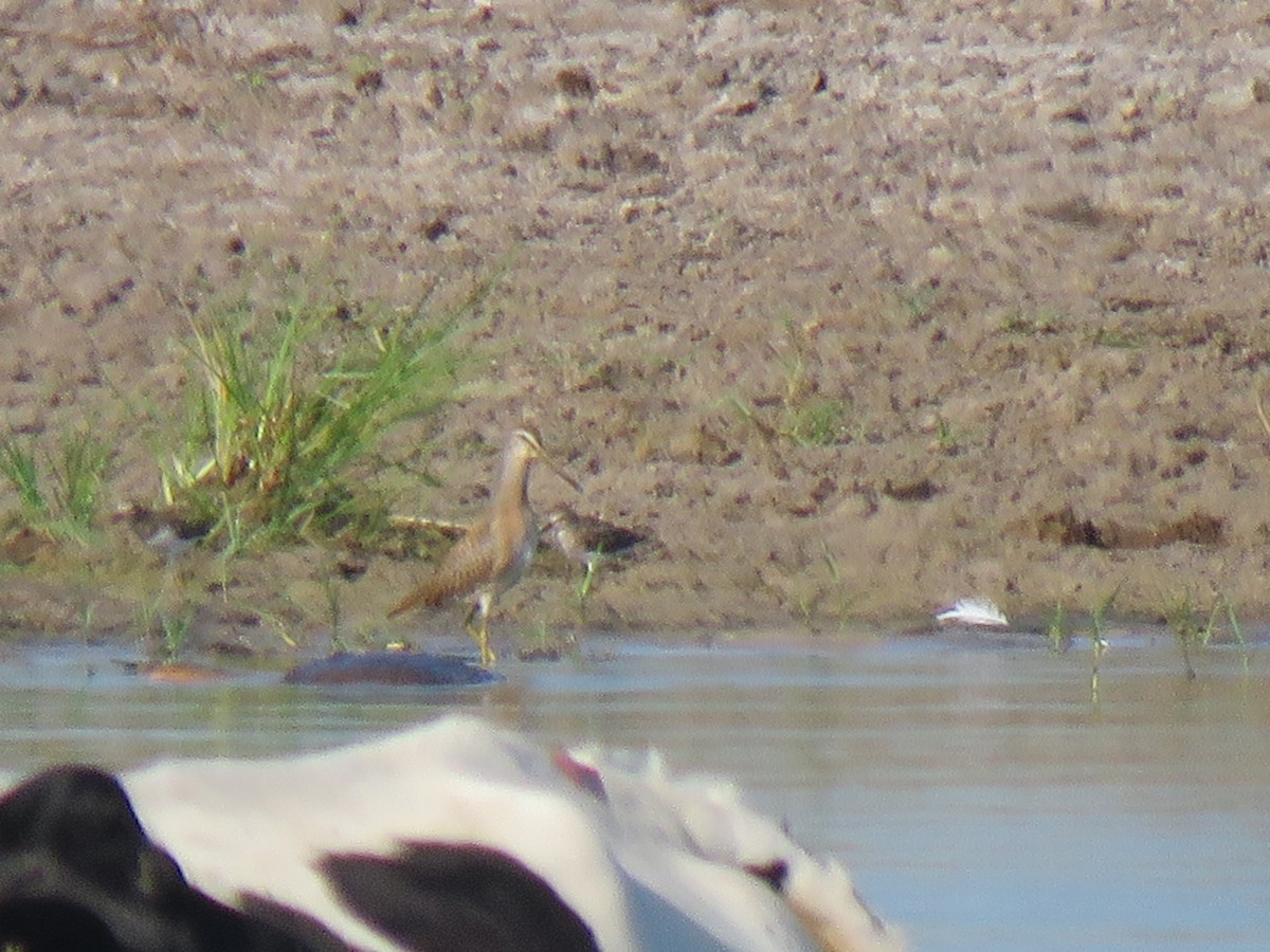 アメリカオオハシシギ - ML362854431