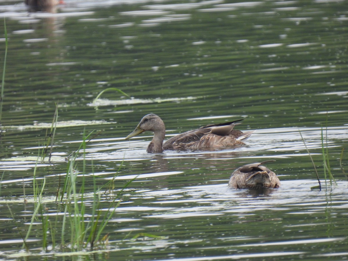 Mallard x American Black Duck (hybrid) - ML362854761