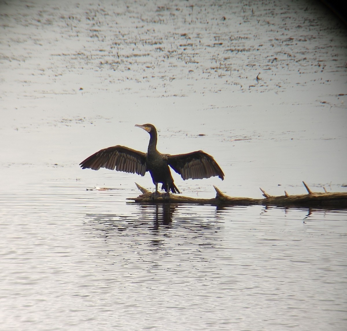 Great Cormorant - ML362854881