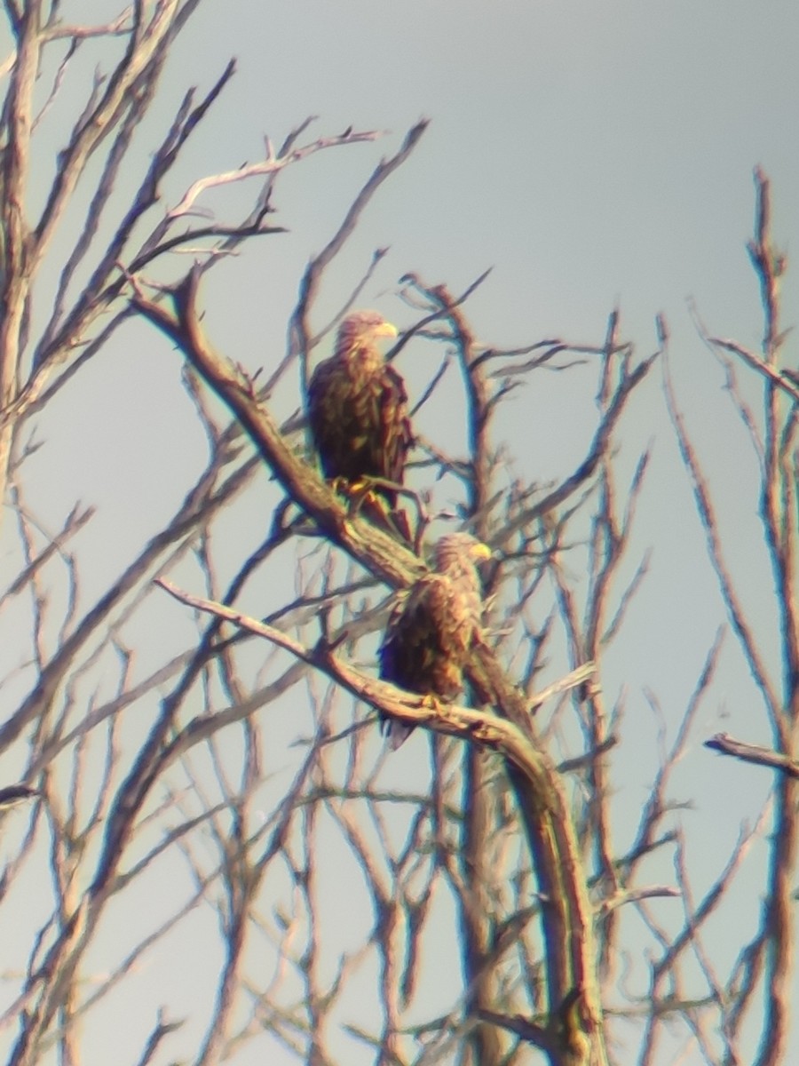 White-tailed Eagle - ML362854901