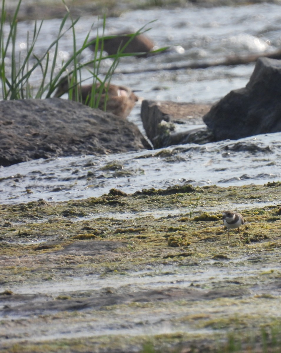 Semipalmated Plover - ML362855631