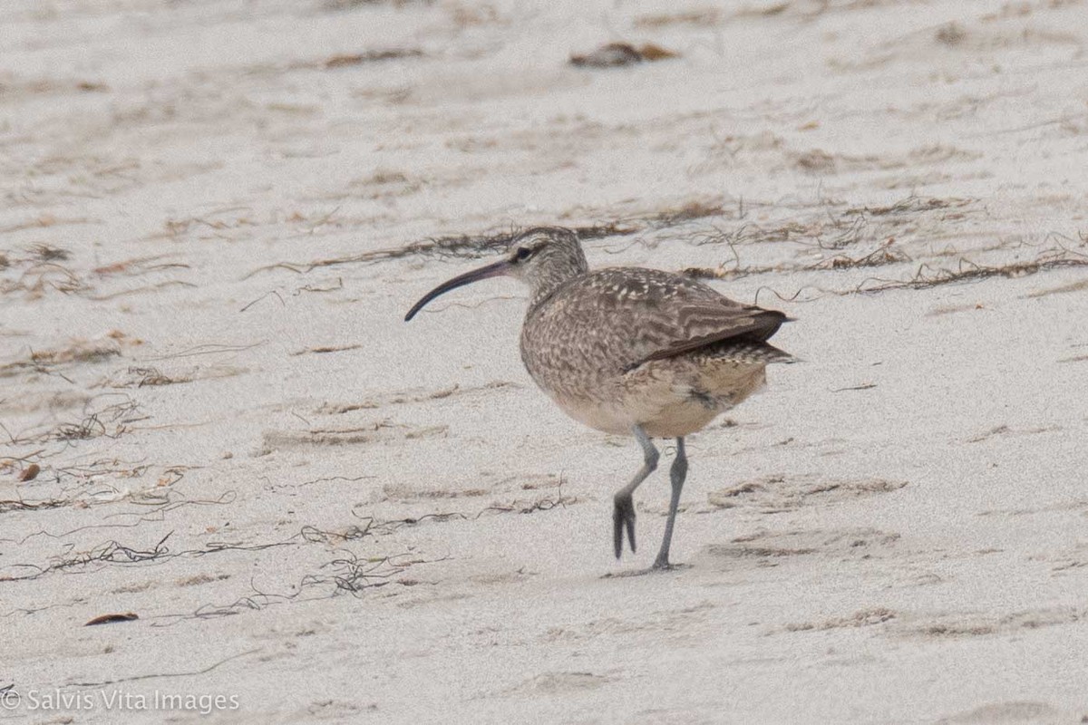 Hudsonian Whimbrel - ML362855751
