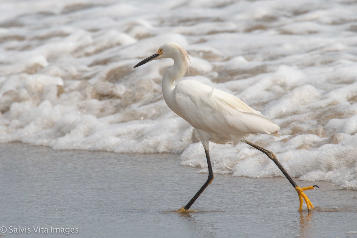 Snowy Egret - ML362855901
