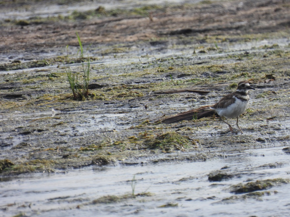 Killdeer - ML362855961