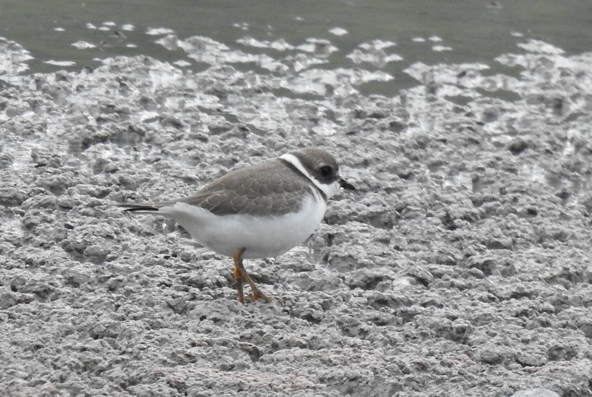 Semipalmated Plover - ML362857761