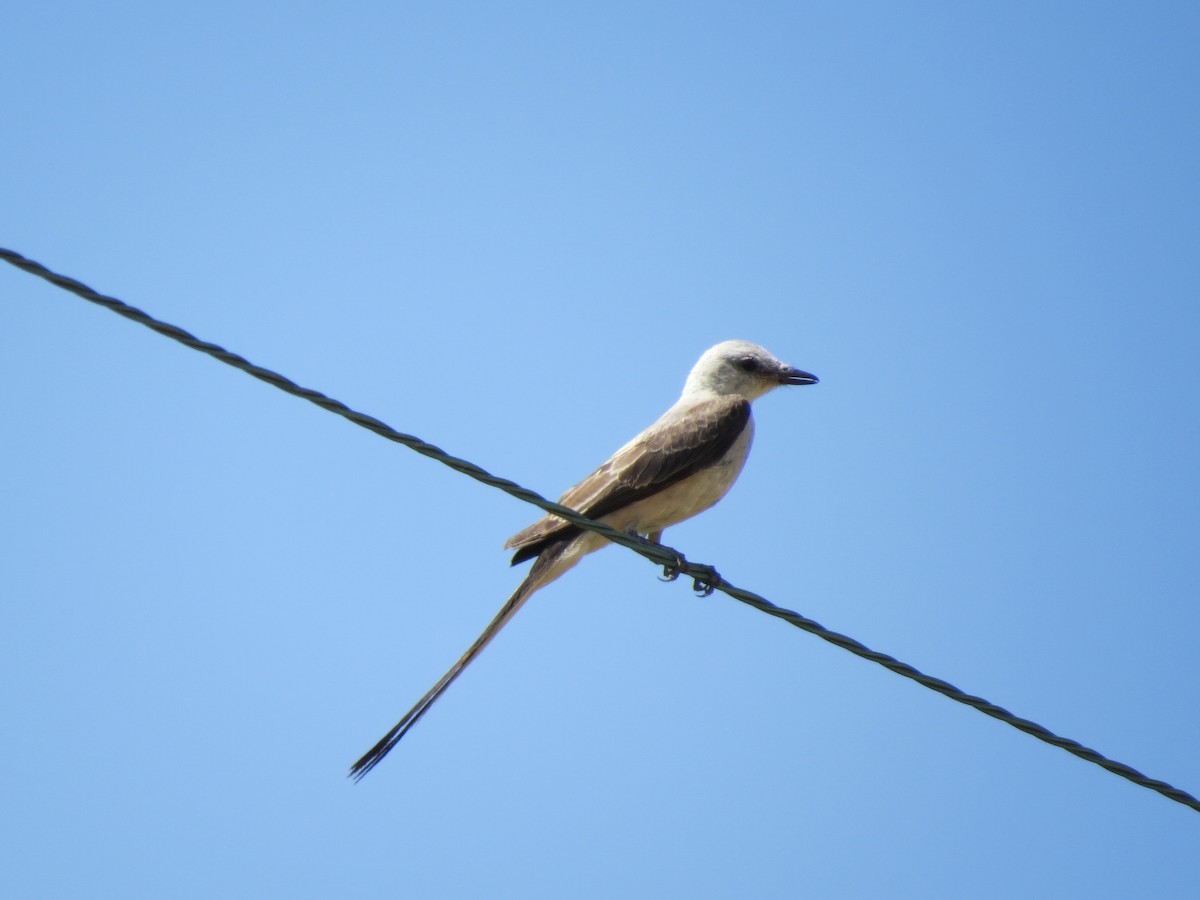 Scissor-tailed Flycatcher - ML362860081