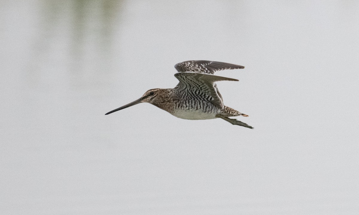 Wilson's Snipe - ML362861561