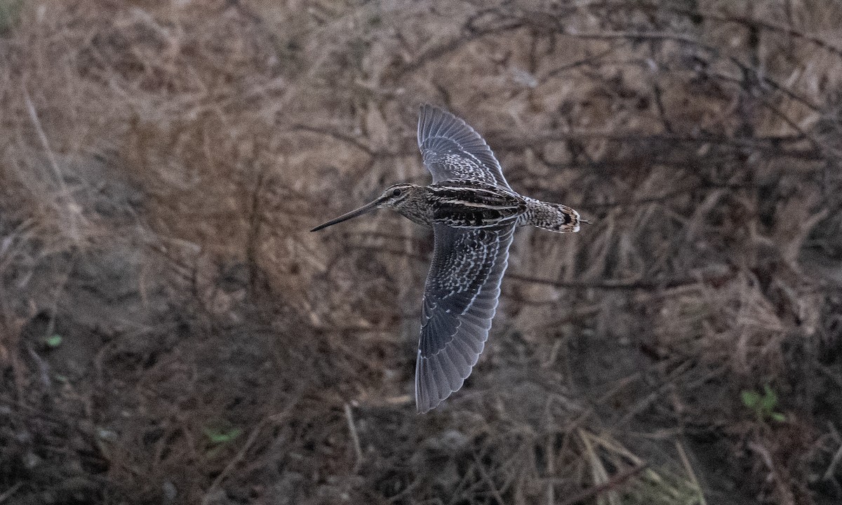 Wilson's Snipe - ML362861711