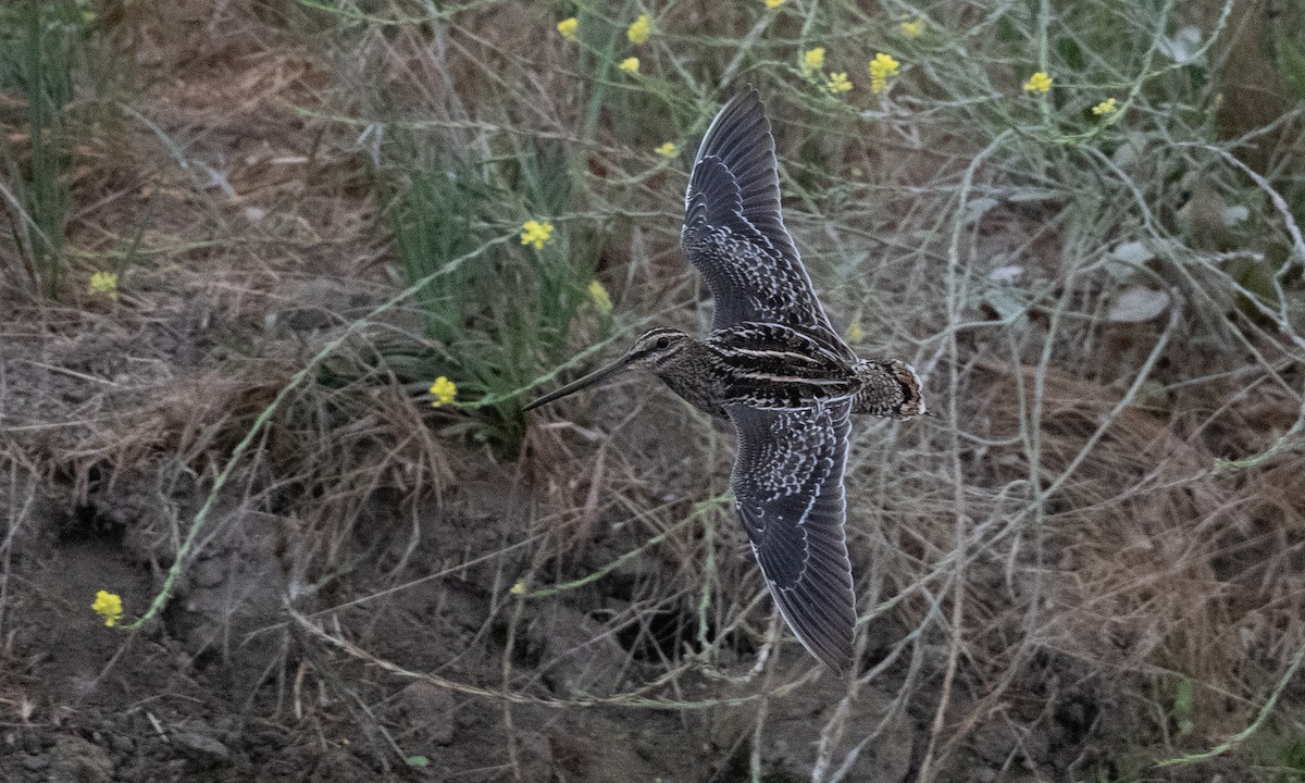 Wilson's Snipe - ML362861721