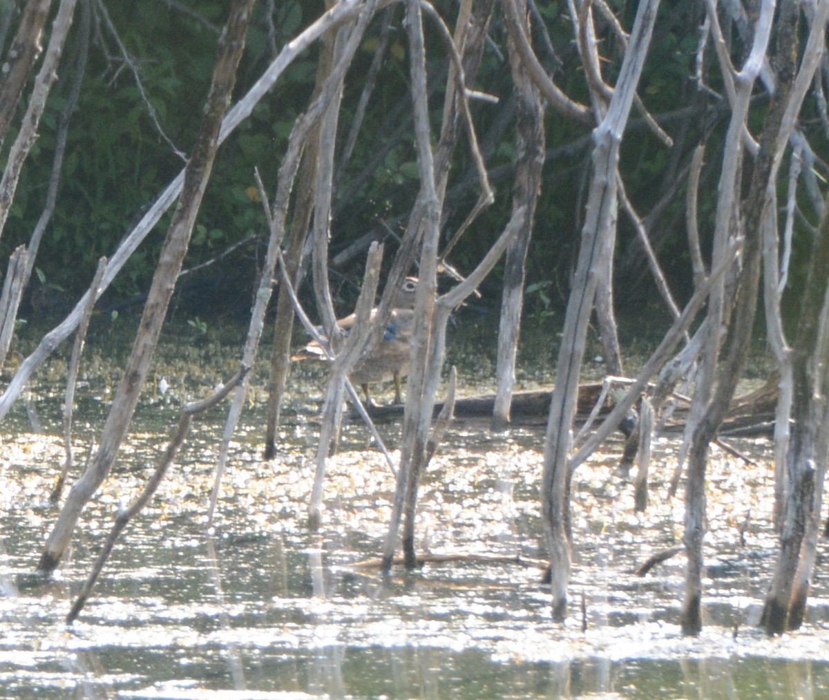 Wood Duck - ML362861751