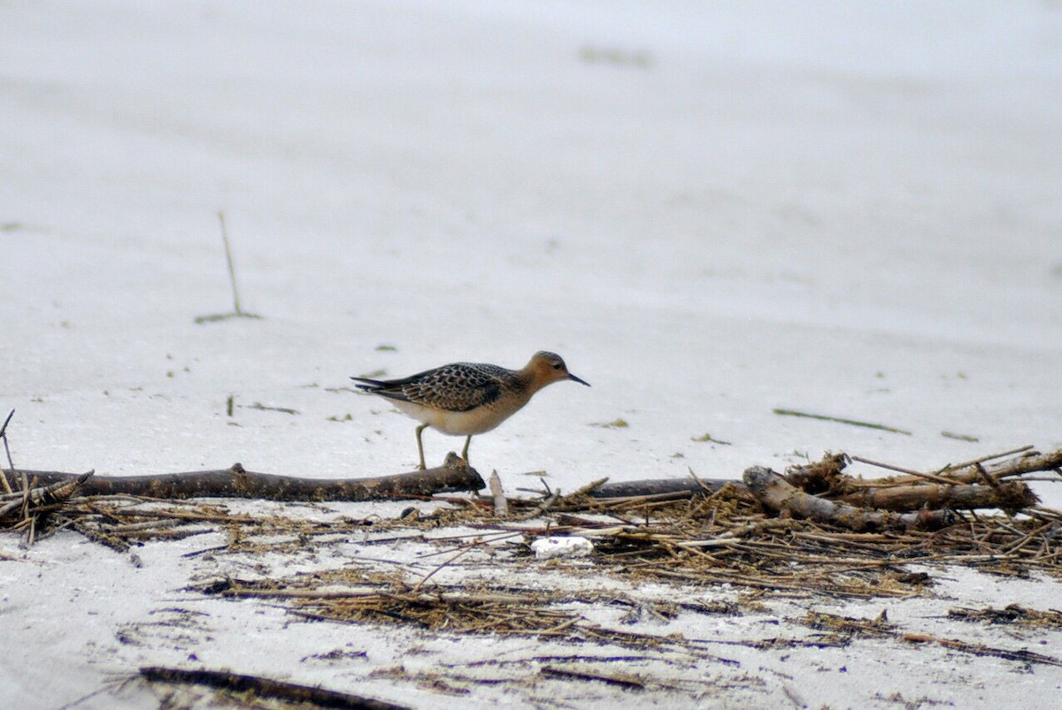 Buff-breasted Sandpiper - Mason Currier