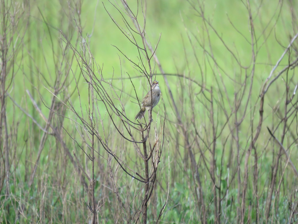 Seaside Sparrow - ML362864571