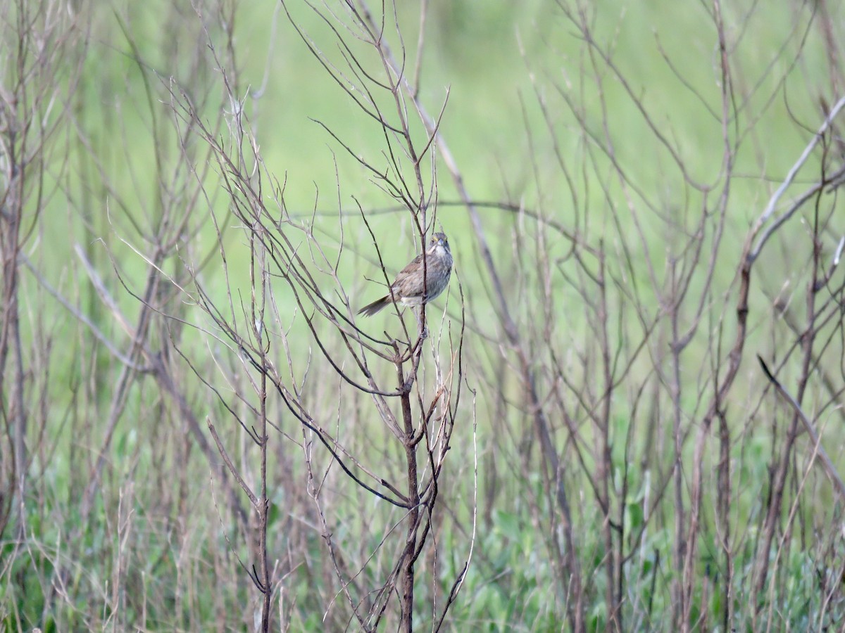 Seaside Sparrow - ML362864581